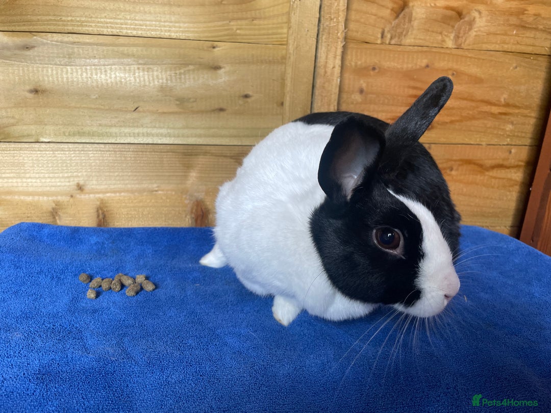 Dutch rabbits for sale: Female Dutch Rabbit - Image 3