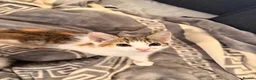 Domestic Shorthair cats for sale: 4 Cats for Sale 3 Kittens & Their Mum 🐱 - Advert 6