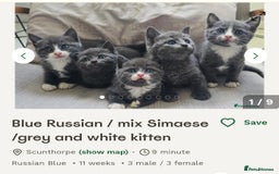 Russian Blue cats for sale: Russian blue/siamese  - Image 4