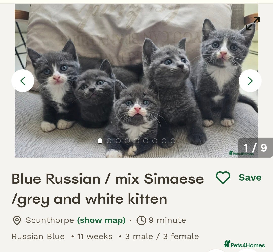 Russian Blue cats for sale: Russian blue/siamese  - Image 4