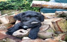 German Wirehaired Pointer dogs for sale: A LITTLE LAD! KC REG AND FULLY VACCINATED. - Image 4
