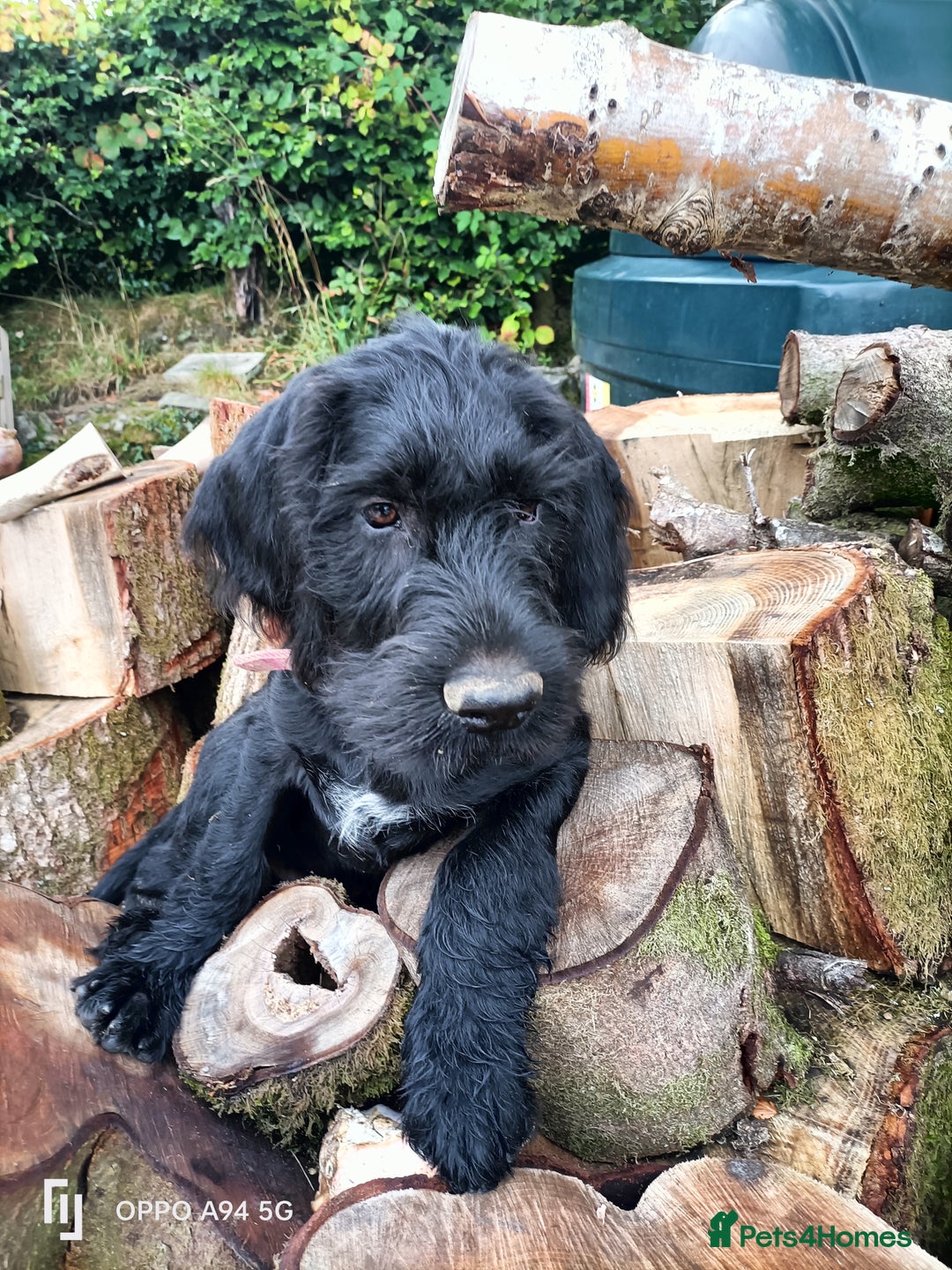 German Wirehaired Pointer dogs for sale: A LITTLE LAD! KC REG AND FULLY VACCINATED. - Image 4