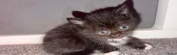 Mixed Breed cats for sale: Stunning domestic kittens - Advert 10