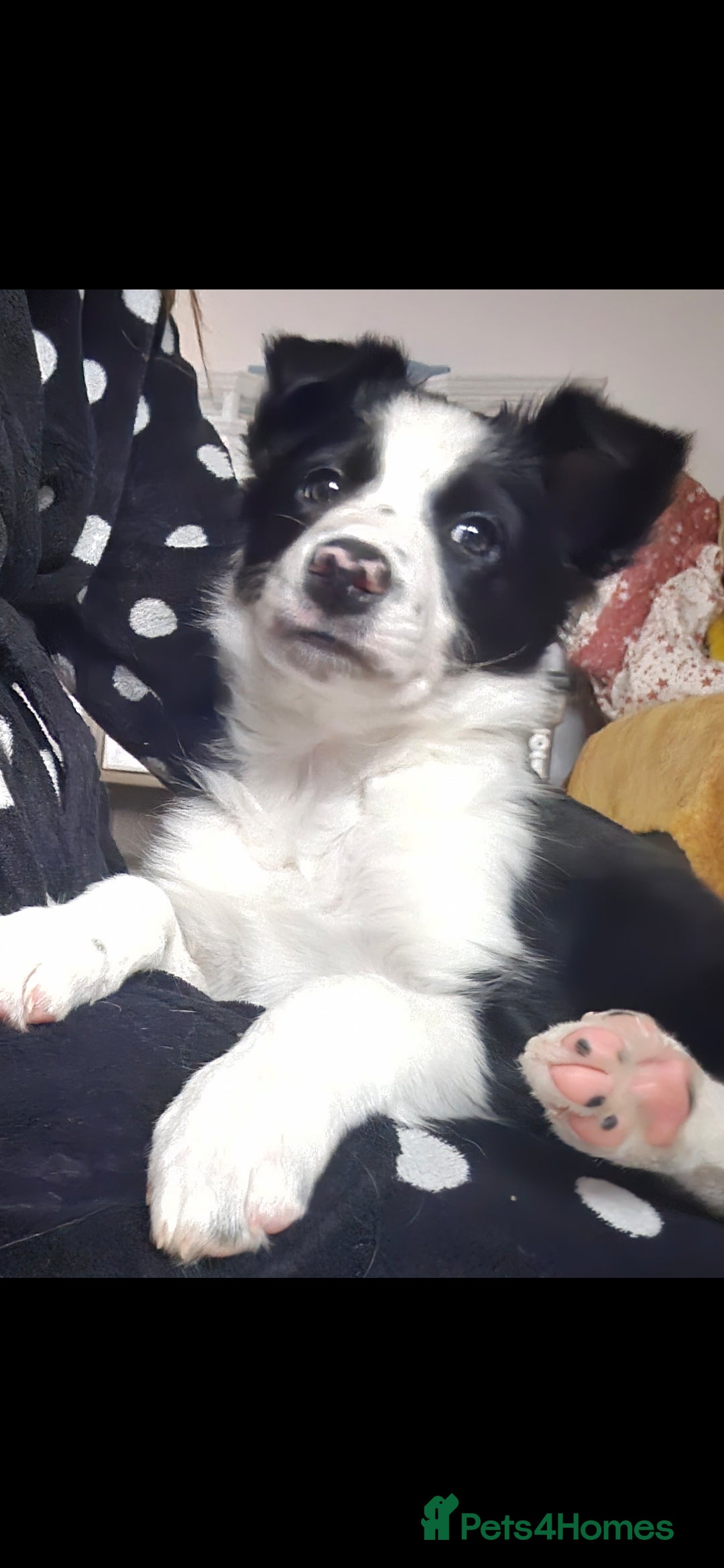 Border Collie dogs for sale: Beautiful Border Collie Puppy girl ready now - Advert 12