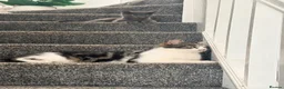 British Shorthair cats for sale: 1 kitten 2 cats for rehoming.  - Advert 3