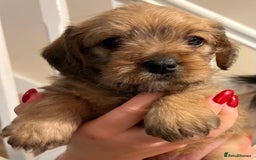 Mixed Breed dogs for sale: Beautiful Little Frocker female ready now  - Advert 1