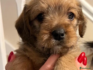 Mixed Breed dogs Beautiful Little Frocker female ready now - Advert 15