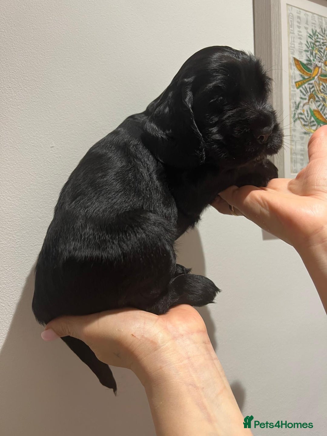 Cocker Spaniel dogs for sale: Show Type Cocker Spaniel  - Advert 26