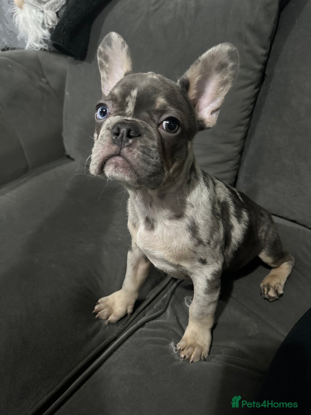 French Bulldog dogs for sale: Lilac carrying fluffy  - Advert 14