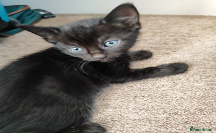 Mixed Breed cats - Advert 16