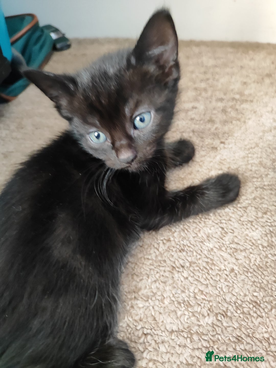 Mixed Breed cats for sale: Cute baby girls looking for loving home - Image 1