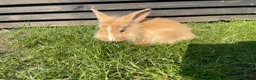 Mixed Breed rabbits for sale: Child friendly Mixed breed rabbits  - Advert 15