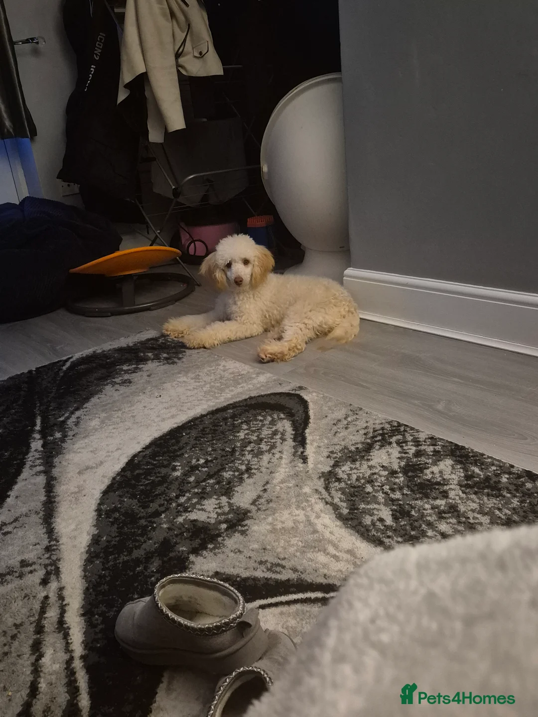 Miniature Poodle dogs for stud: Billy boy for stud - Advert 3