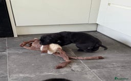 Cane Corso dogs for sale: Pure cane corso puppies  - Advert 12