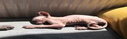 Sphynx cats for sale: Sphynx kittens - Advert 8
