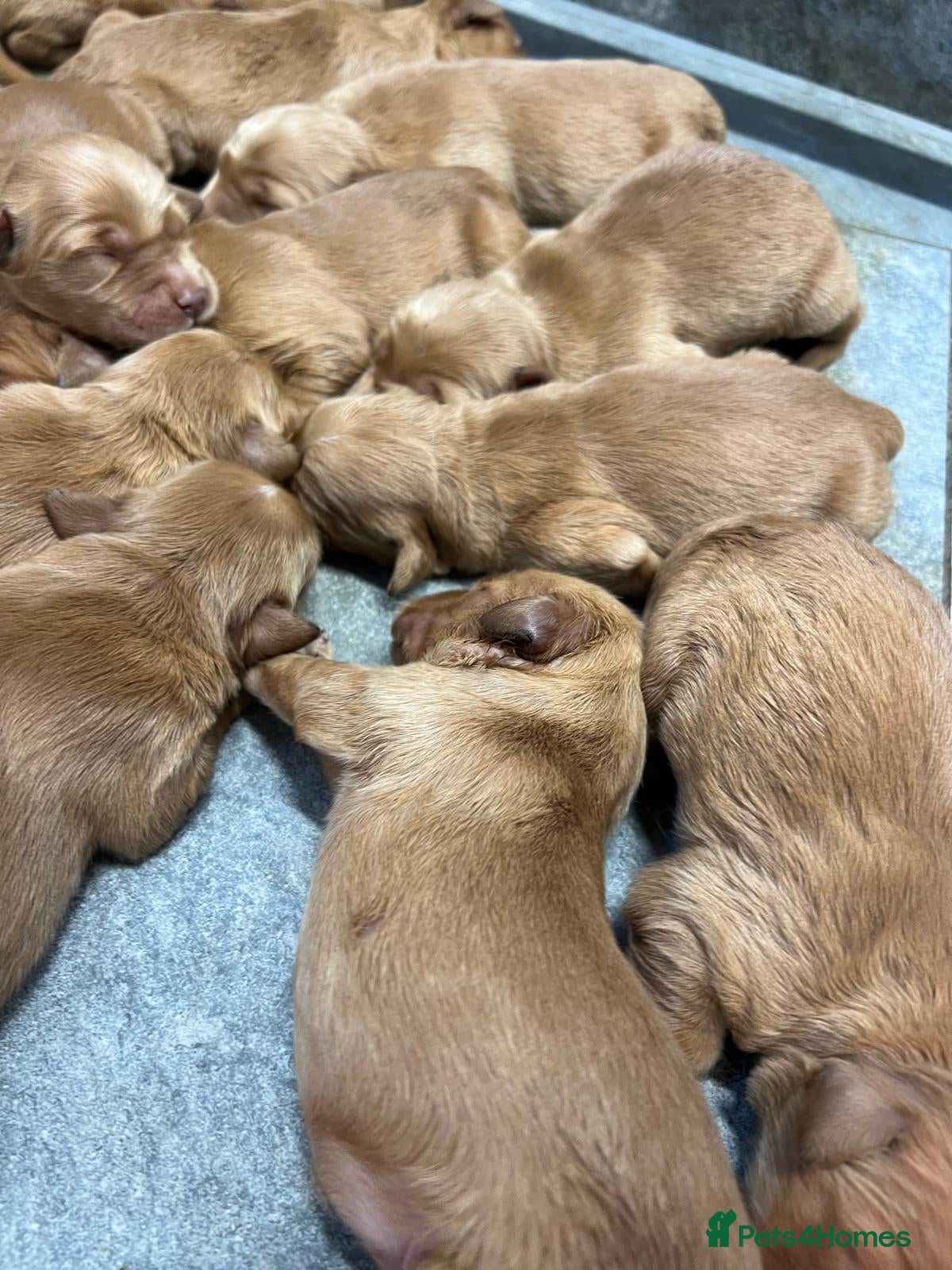 Golden Retriever dogs Dark Golden KC registered Golden retrievers - Advert 2