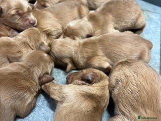 Golden Retriever dogs Dark Golden KC registered Golden retrievers - Advert 7