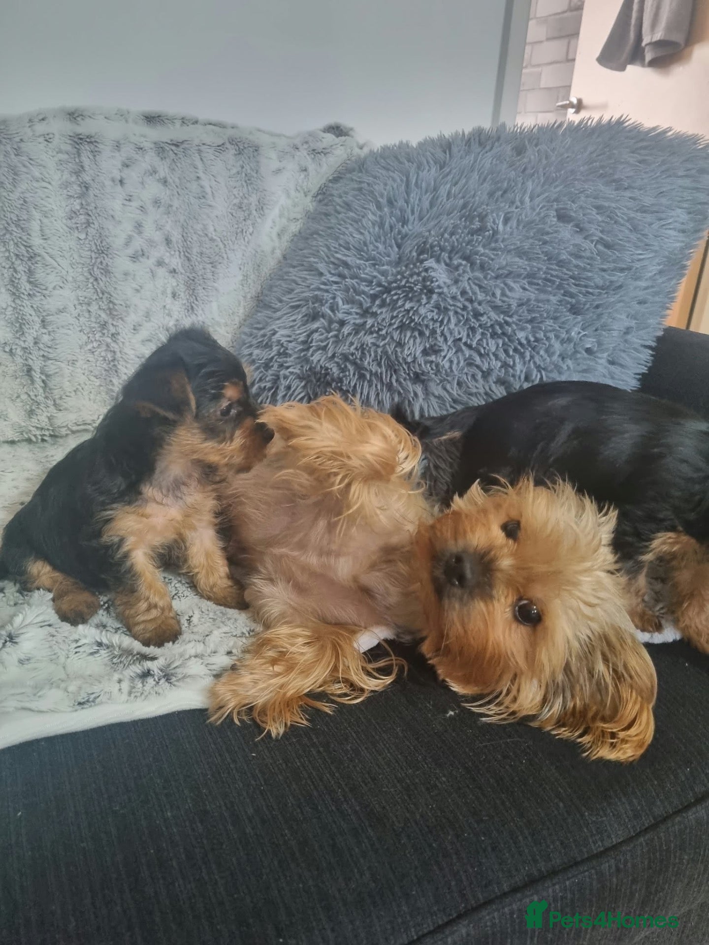 Yorkshire Terrier dogs Super cute miniature Yorkshire terriers - Advert 1