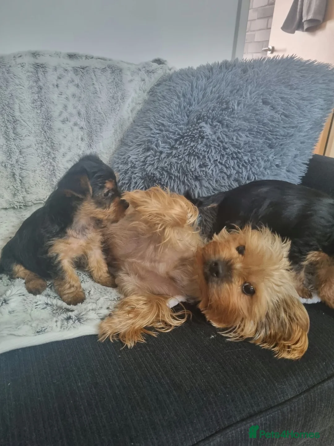 Yorkshire Terrier dogs for sale: Super cute miniature Yorkshire terriers - Advert 1