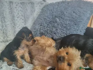 Yorkshire Terrier dogs Super cute miniature Yorkshire terriers - Advert 1