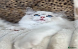 Ragdoll cats for sale: Beautiful Ragdoll girls - ready to reserve now! - Image 9