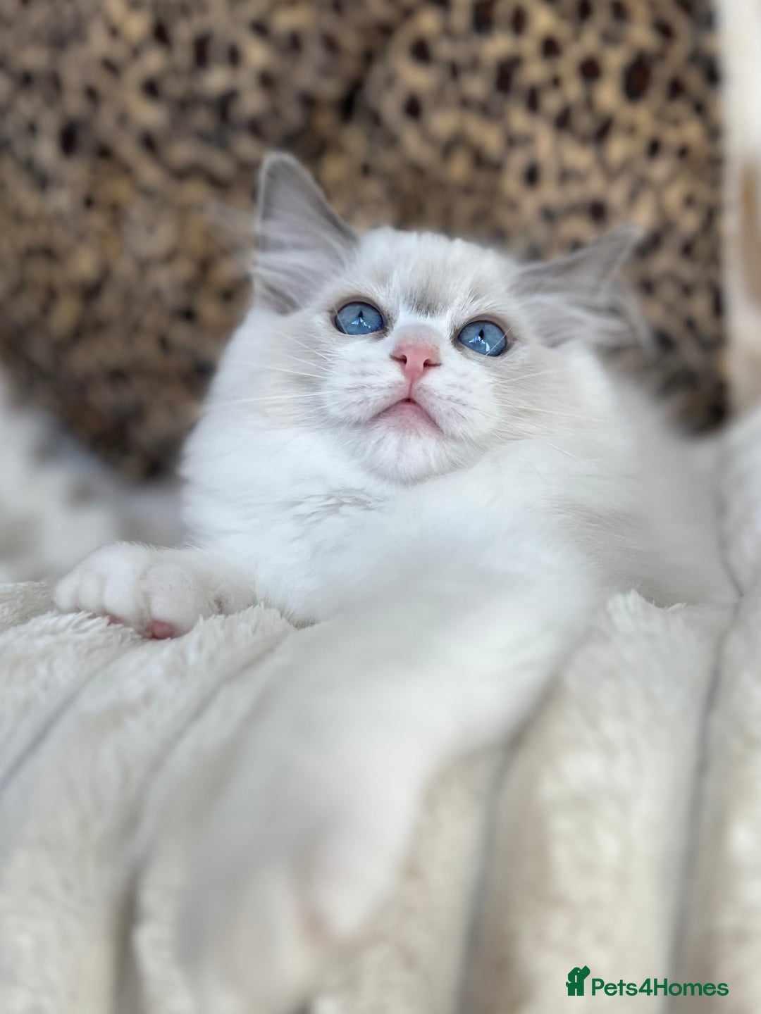 Ragdoll cats for sale: Beautiful Ragdoll girls - ready to reserve now! - Image 9