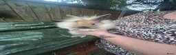 Lionhead rabbits for sale: Faye  in Wolverhampton - Advert 4