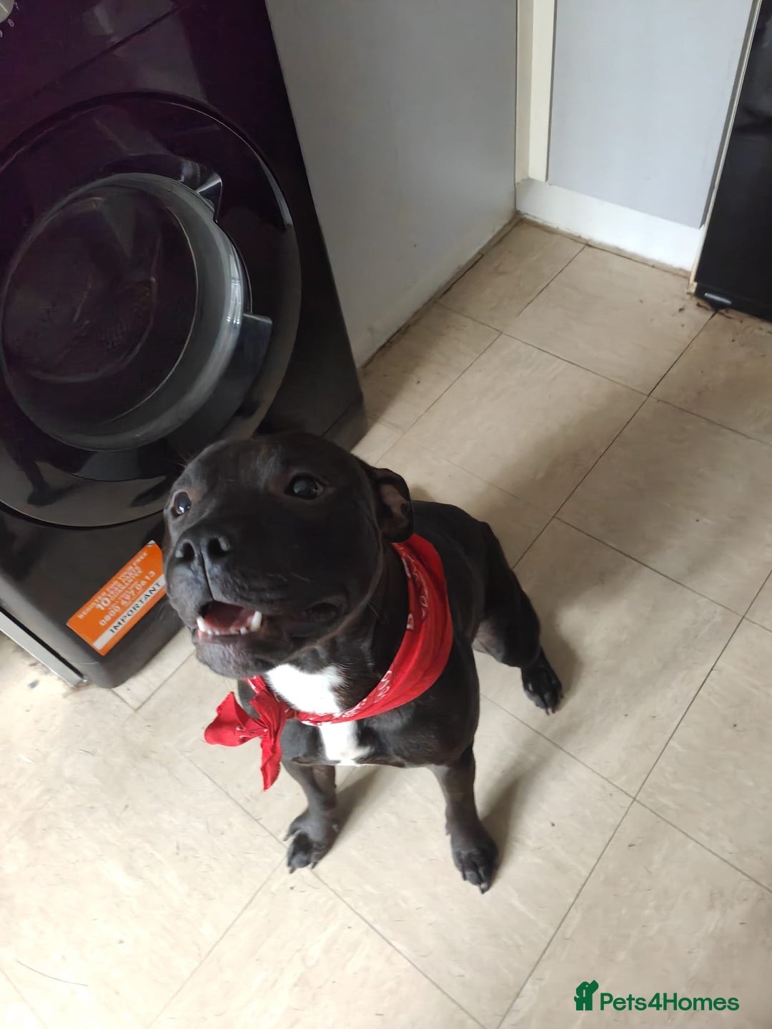 Staffordshire Bull Terrier dogs for stud: Dodger for stud! - Image 8
