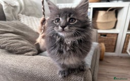 Maine Coon cats for sale: Beautiful full Maine Coon kittens ready now 😻 - Image 7