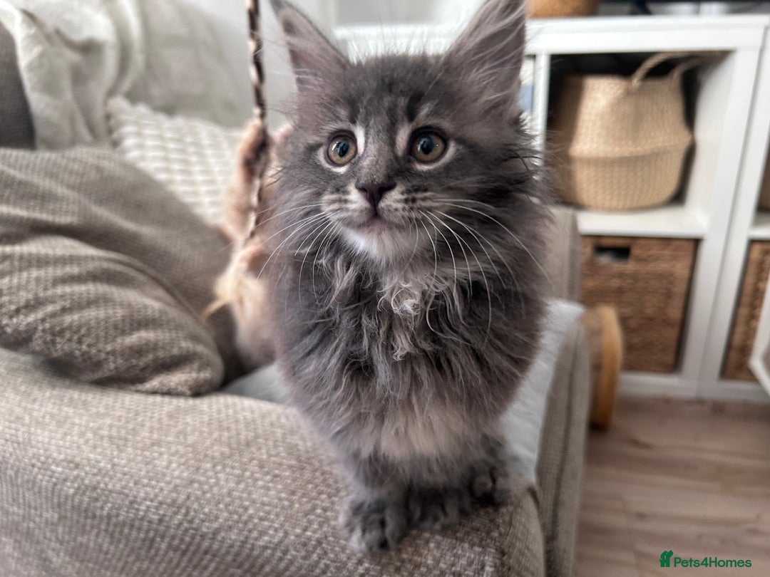 Maine Coon cats for sale: Beautiful full Maine Coon kittens ready now 😻 - Image 7