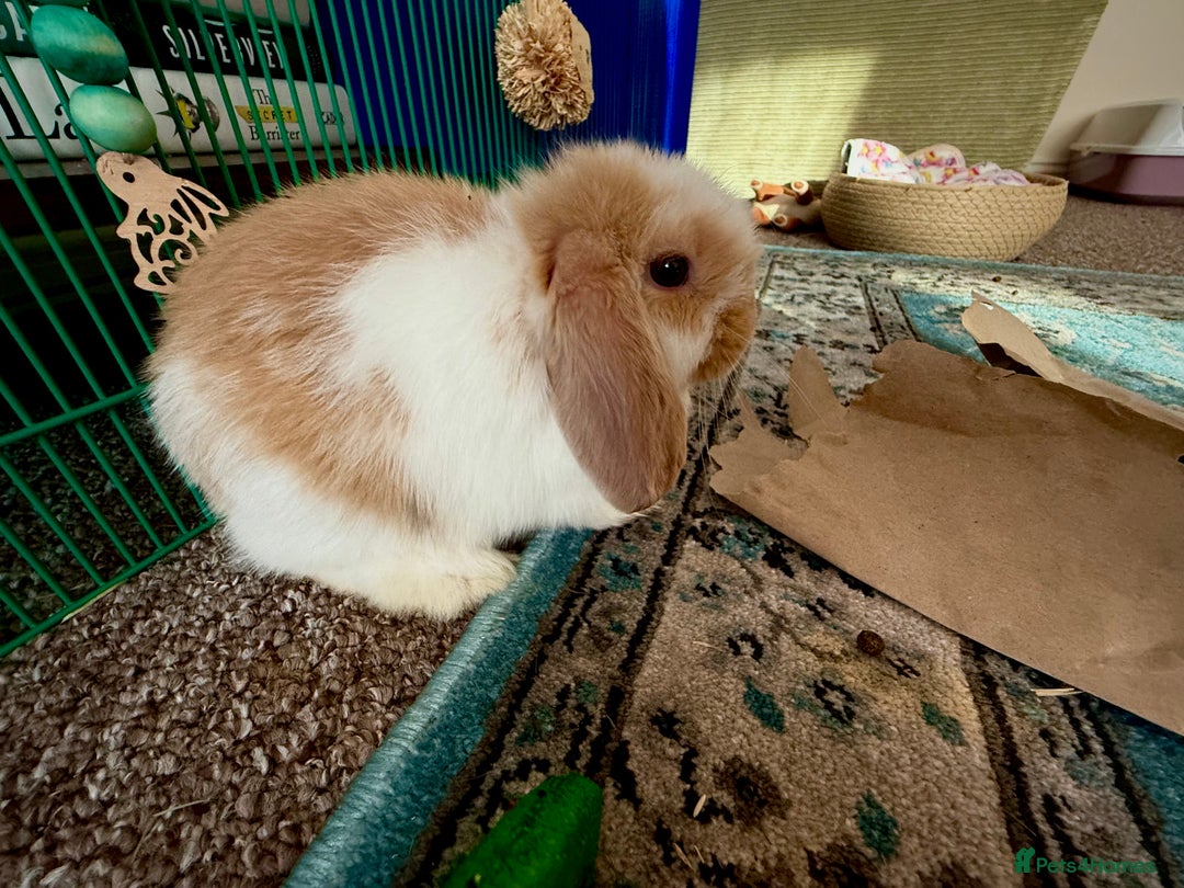 Mini Lop rabbits for sale: Mini lop babies - Image 18