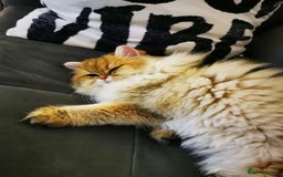 British Longhair cats for sale: Beautiful British Longhair - Image 5