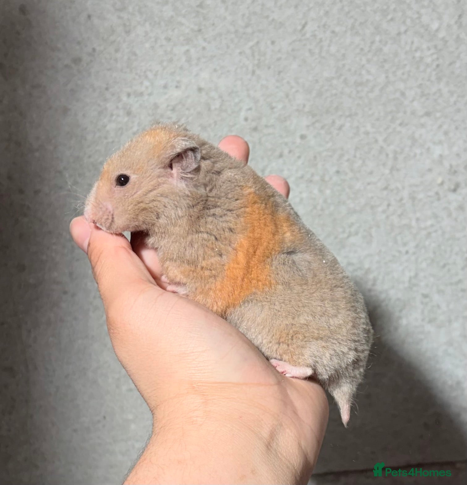 Hamster rodents OLDER RETIRING PEDIGREE, TAME AND SYRIAN HAMSTERS - Advert 2