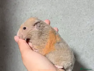 Hamster rodents OLDER RETIRING PEDIGREE, TAME AND SYRIAN HAMSTERS - Advert 1