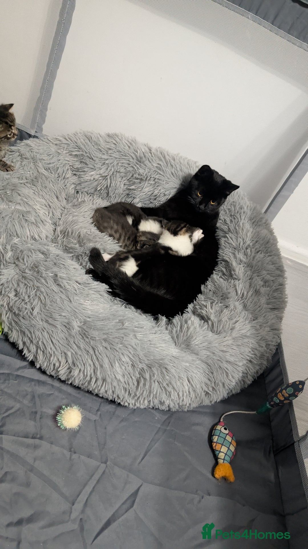 Mixed Breed cats for sale: Beautiful British Shorthair cross kittens  - Image 7