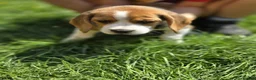 Beagle dogs for sale: KC REG PURE BEAGLE PUPPIES in Stoke-on-Trent - Advert 8