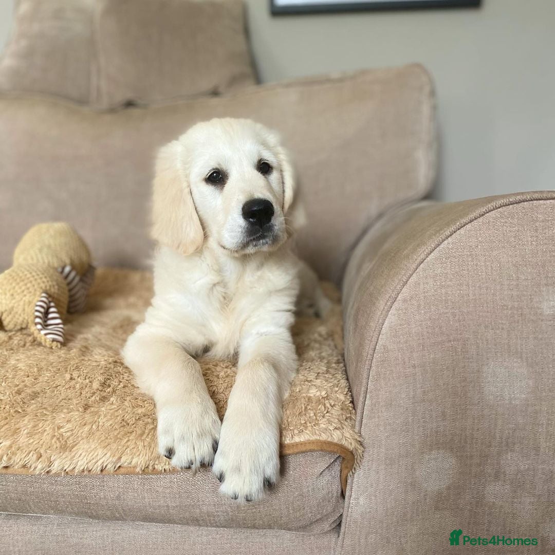 Golden Retriever dogs Beautiful Puppy Luna Looking for a Loving Home - Advert 1