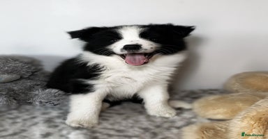 Border Collie dogs - Advert 5