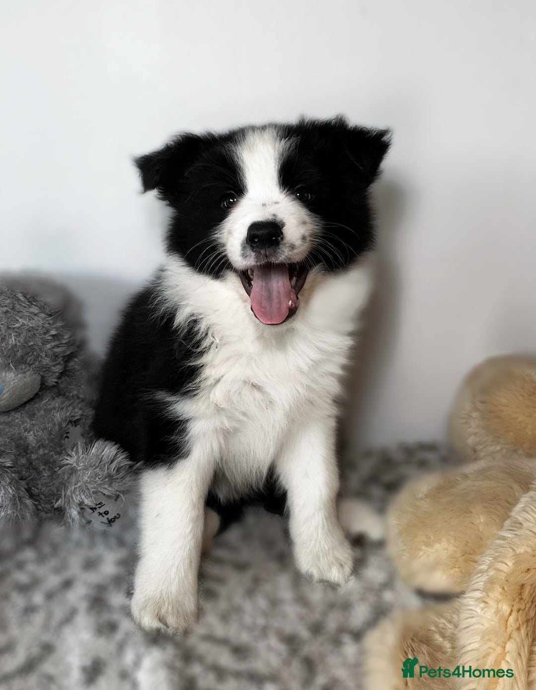 Border Collie dogs for sale: Champion line pups from health tested parents   - Image 3