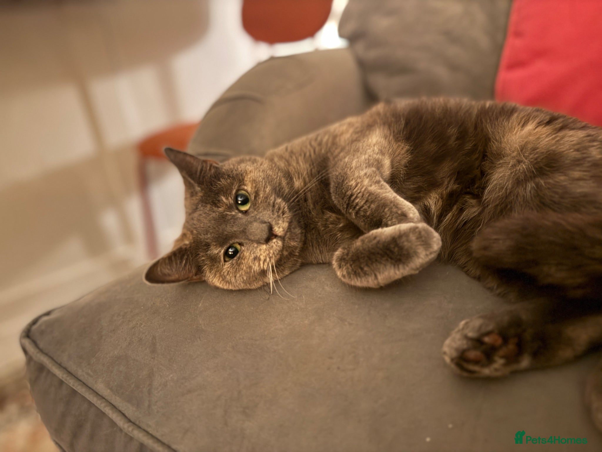 Mixed Breed cats Mother and son cats  - Advert 3