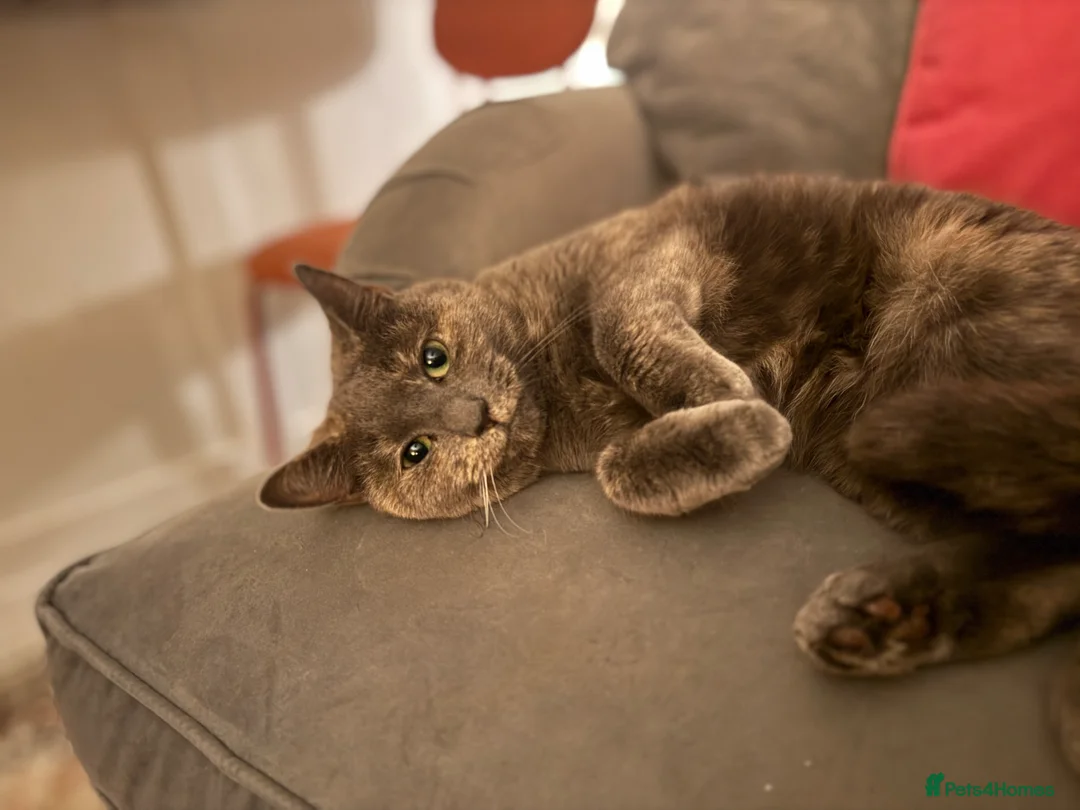 Mixed Breed cats for sale: Mother and son cats  - Advert 1