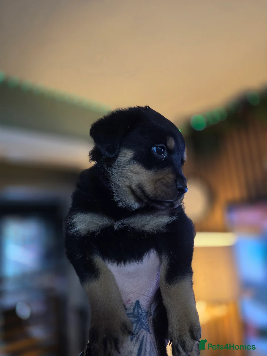 Rottweiler dogs for sale: Stunning chunky Rottweiler puppies  - Advert 4