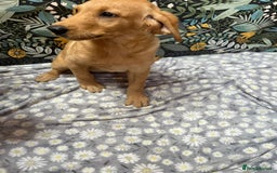 Labrador Retriever dogs for sale: Labrador puppy's  - Image 7