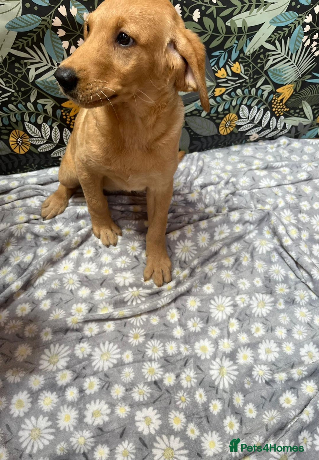 Labrador Retriever dogs for sale: Labrador puppy's  - Image 7