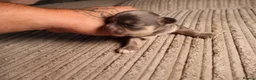 Chihuahua dogs for sale: Chihuahua x chihuahua Chinese crested  - Advert 6