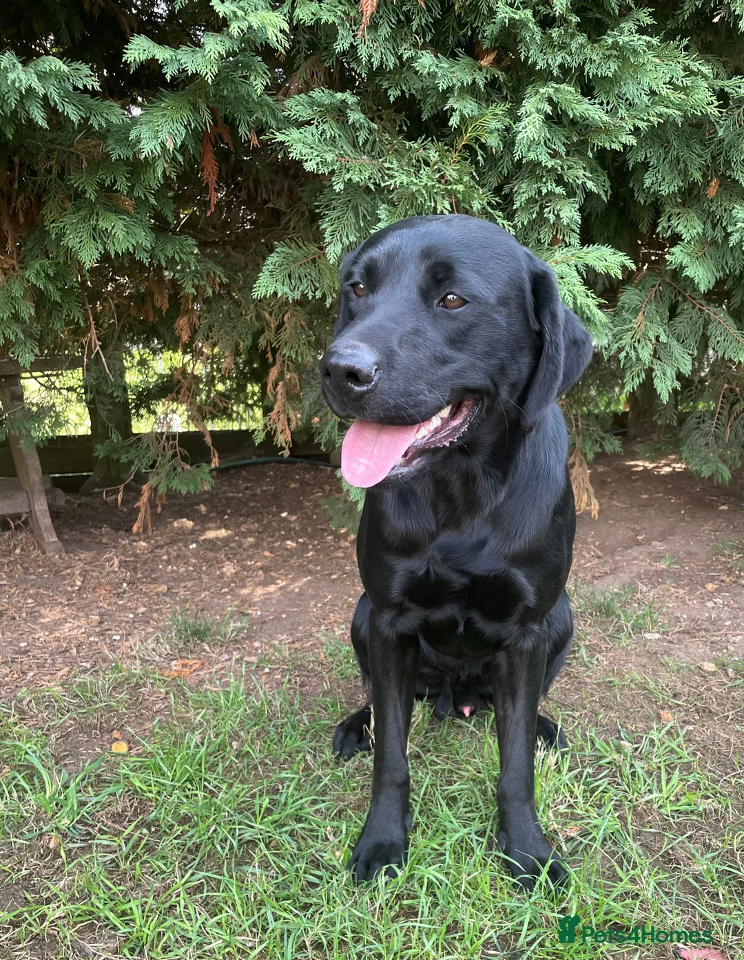 Labrador Retriever dogs for stud: Black Working Labrador Stud Dog Health Tested in Christchurch - Advert 2