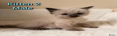 Ragdoll 2