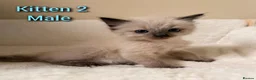 Ragdoll cats for sale: Fluffy gorgeous Ragdolls  - Advert 14