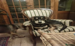 Coonhound dogs for adoption: Hound like loving Mike  - Advert 7