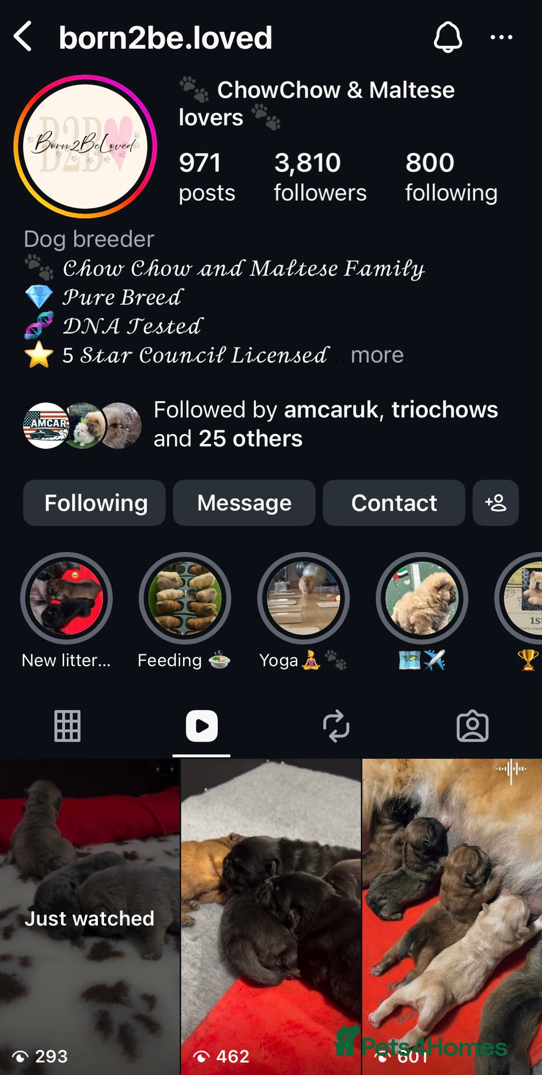 Chow Chow dogs for sale: 🧸🧸Beautiful Chow Chow Puppies🧸🧸 - Advert 2